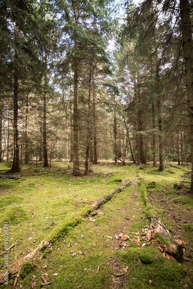 Fototapeta premium Pine trees in a moss covered Woodland Oxfordshire - UK