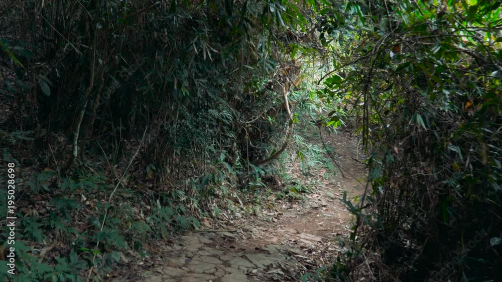 Walking through the jungle of Khao Yai National Park. Thailand. Steadycam footage made at day. Walking through the jungle of Khao Yai National Park. Thailand. Steadycam footage made at day.