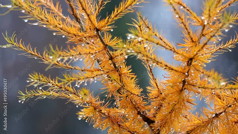 Larch autumn twig with yellow leaves Larch autumn twig with yellow leaves