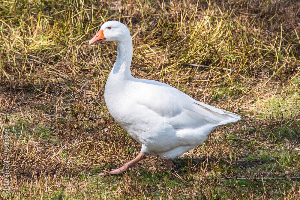 Gans Gans