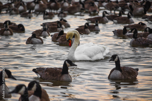 Swan alone between gooses © EDUZ
