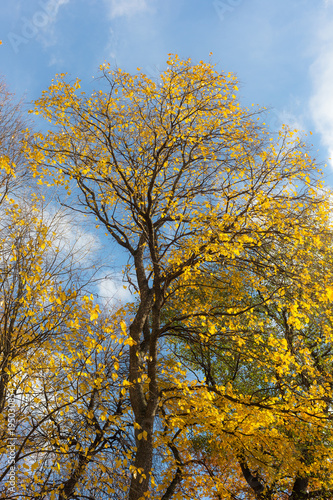 tree with yellow autumn foliage