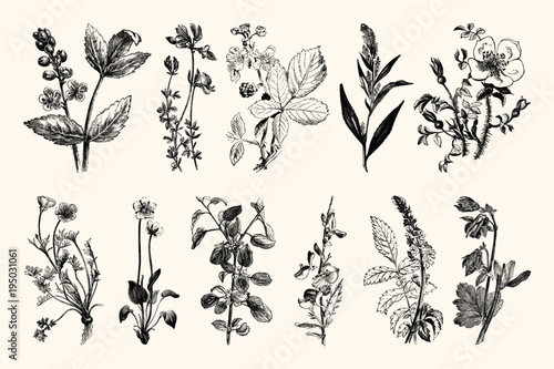 Vintage Flowers and Plants - Hand Engraved Vintage Botanical Line Artwork