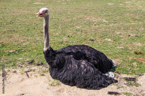 großer afrikanischer Strauß und Portrait von Emu
