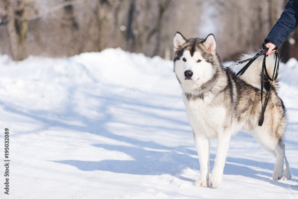 A woman is walking with her malamute in the park in the winter on the snow.