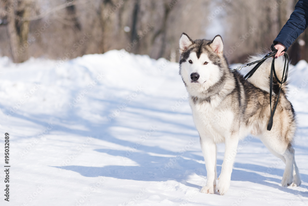 A woman is walking with her malamute in the park in the winter on the snow. A woman is walking with her malamute in the park in the winter on the snow.