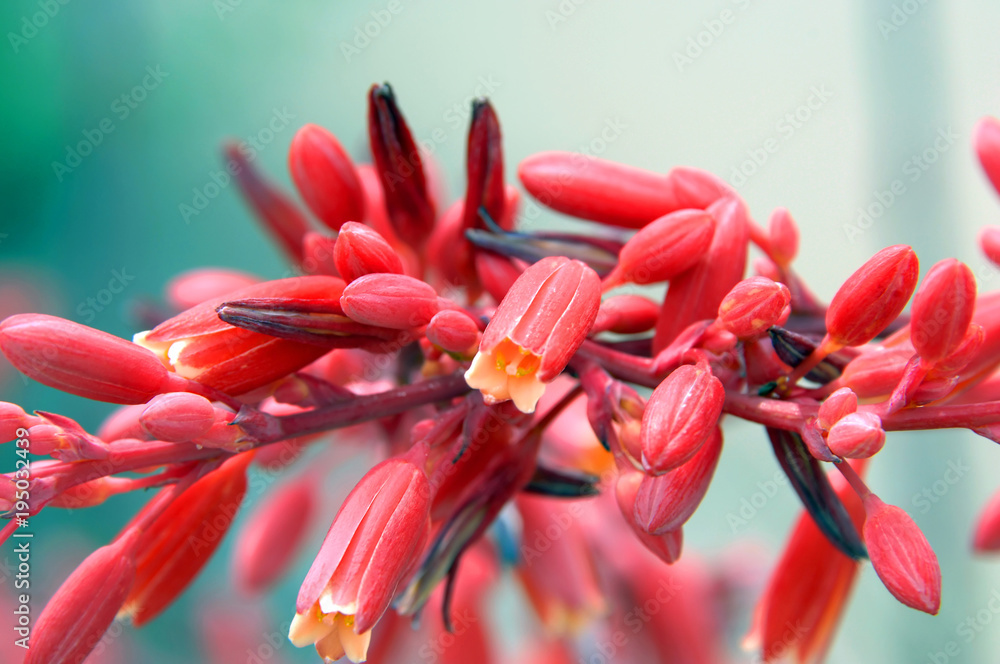 Naklejka premium Flowering Red Yucca