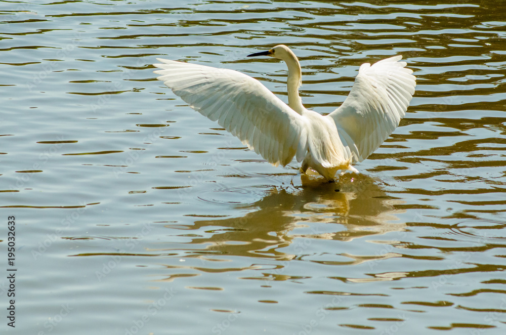 Belas aves do Brasil Belas aves do Brasil