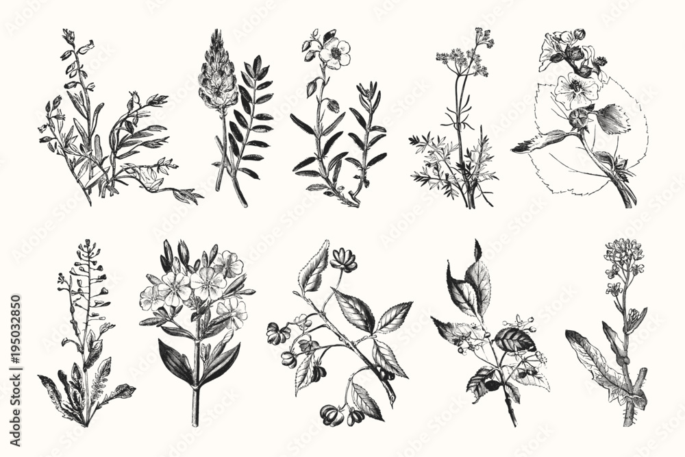 Vintage Flowers and Plants - Hand Engraved Vintage Botanical Line ...