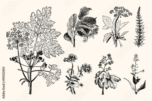 Vintage Botanical Illustrations - Hand Engraved Vintage Floral Line Artwork