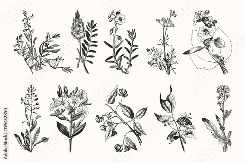 Vintage Flowers and Plants - Hand Engraved Vintage Botanical Line Artwork photo