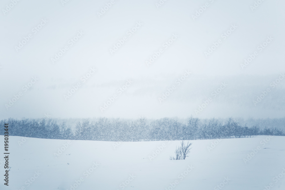 A beautiful minimalist landscape in heavy snowfall. Blizzard in central Norway. A beautiful minimalist landscape in heavy snowfall. Blizzard in central Norway.