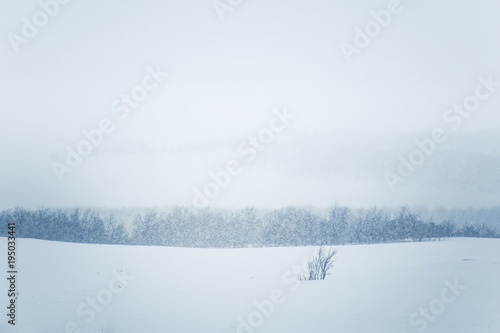 A beautiful minimalist landscape in heavy snowfall. Blizzard in central Norway. © dachux21