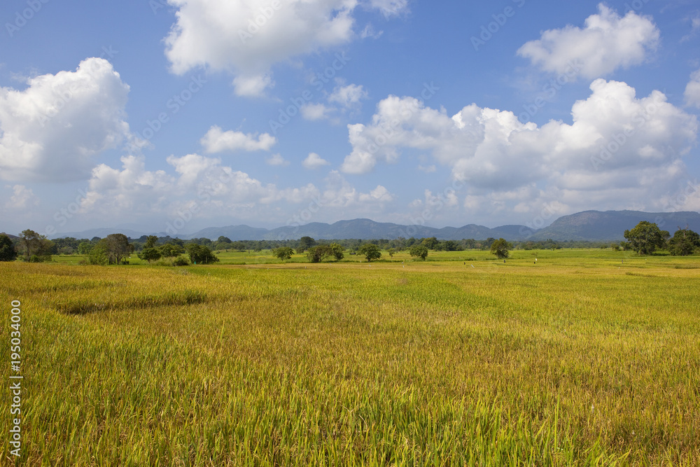 wasgamuwa rice crops