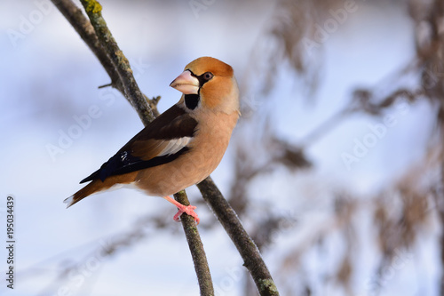 The hawfinch sits on a thin branch covered with lichen, turning his head.