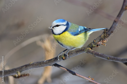 The Eurasian blue tit sits a branch of an apple tree with a sunflower seed in its beak. © ihelg