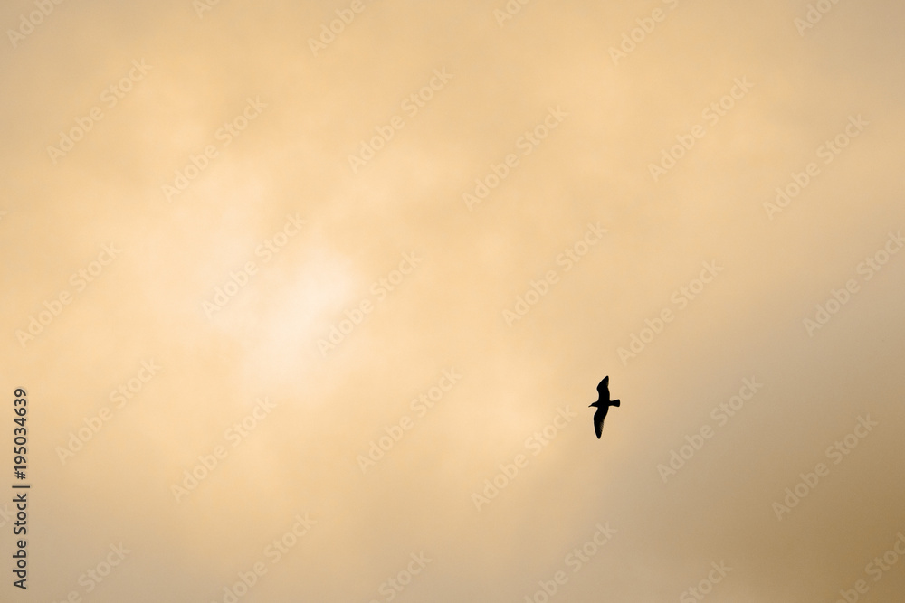 Silhouette of a seagull bird in the orange sky.