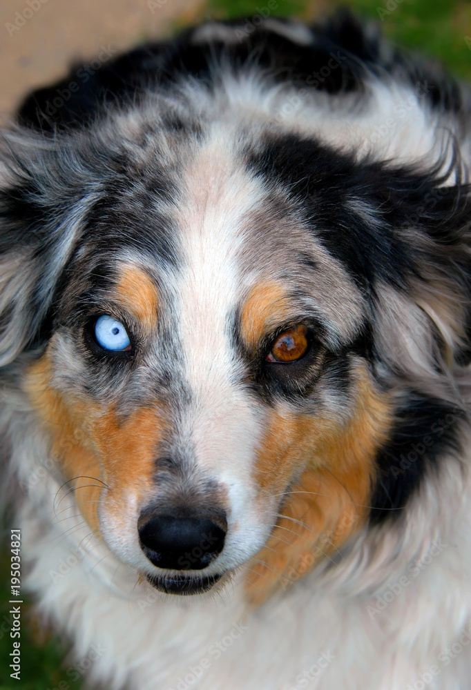 Aussie with Blue and Brown Eyes