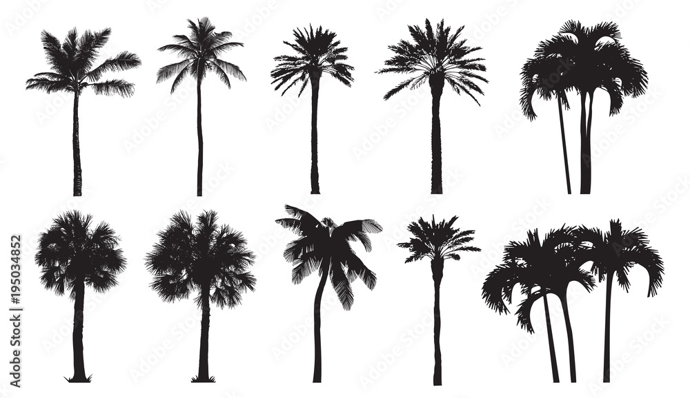 Tropical coconut palm, different natural varieties of trees. 
Set of vector illustrations. Perfect realistic black silhouettes isolated on white background. 