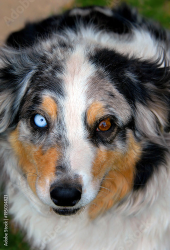 Aussie with Blue and Brown Eyes © bonniemarie