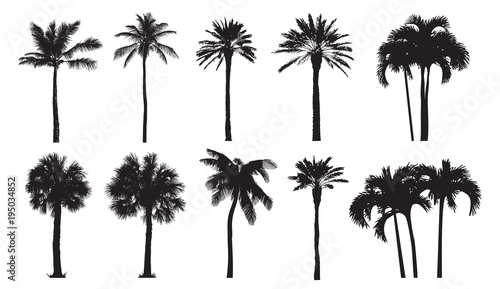 Fényképezés Tropical coconut palm, different natural varieties of trees