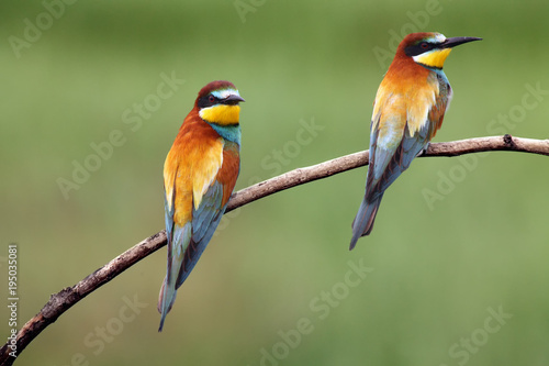 The European bee-eater (Merops apiaster) , pair on the branch with green background. photo