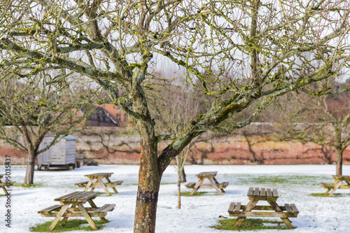 large apple tree in a winter garden photo