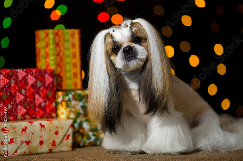 Beautiful shih-tzu dog with Christmas presents and bokeh photo