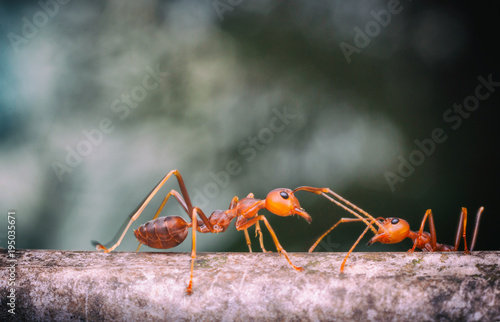 Close up two red ant are contact and blur background Film filter © SUKON