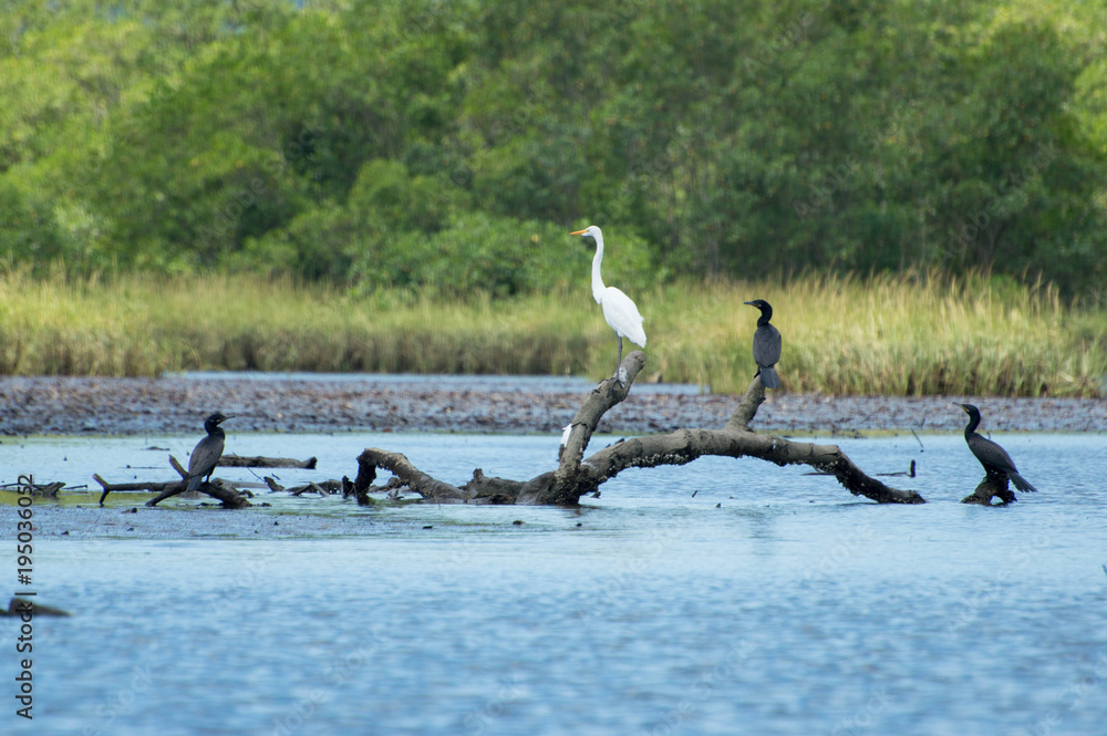 Obraz premium Aves em repouso