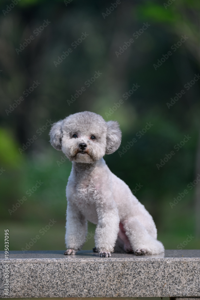 Poodles play in the park