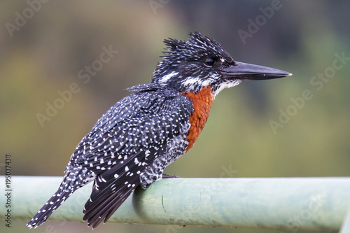 Giant Kingfisher on the bridge over the Sabie river in Krugerpark in South Africa