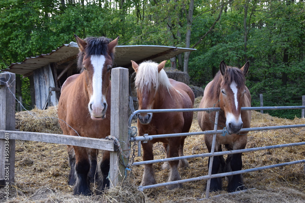 Obraz premium Les trois frères cheval