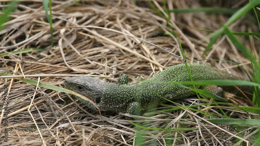 Green lizard in the grass running away Green lizard in the grass running away