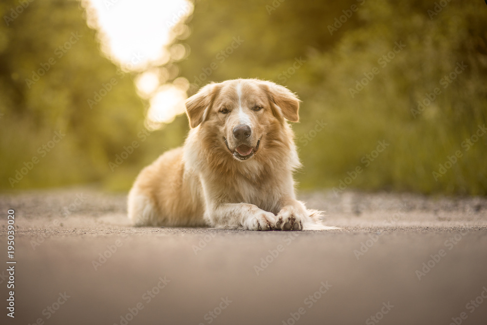 Hund im Wald