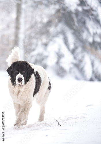 landseer in the snow winter white playing pure breed © noemie