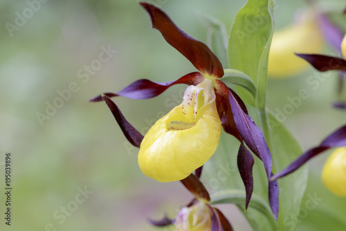 Slipper-orchid 