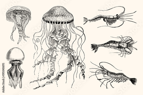 Vintage Jellyfish and Shrimp Nautical Illustrations - High Detail Vector Artwork