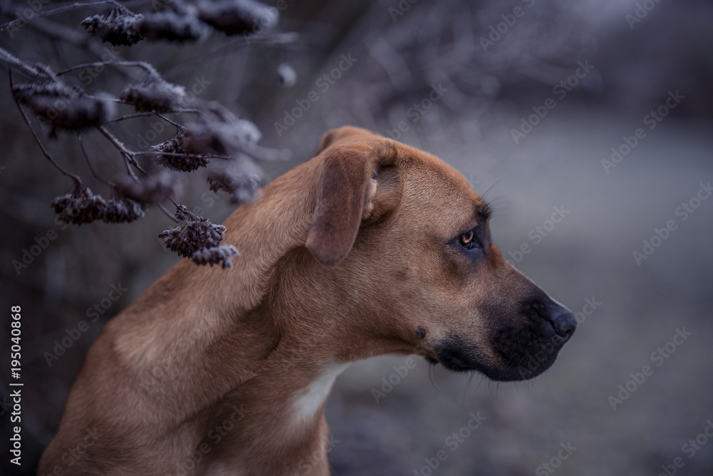 Dogge Hund im Winter Stock Photo | Adobe Stock