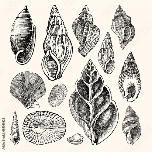 13 Vintage Sea Shell Nautical Illustration Collection