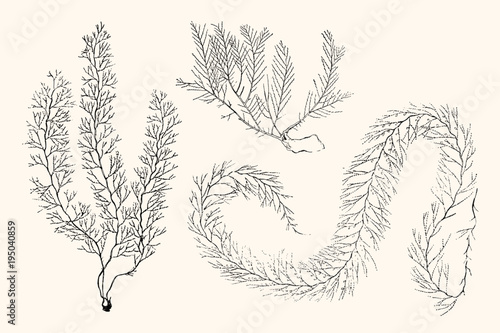 Vintage Nautical Coral Illustration Set