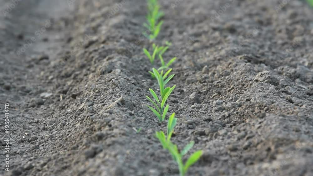 Fresh green plants in spring fertile ground Fresh green plants in spring fertile ground
