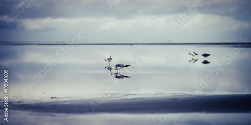 Möwen im Watt bei Ebbe  © Bjrn