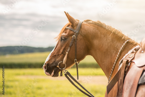 Western Pferd © tierfoto-guenzburg