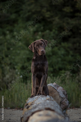 Labrador im Wald