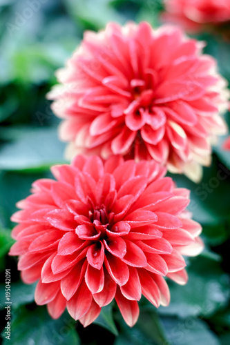 Beautiful pink or red flowers at summer flower garden.