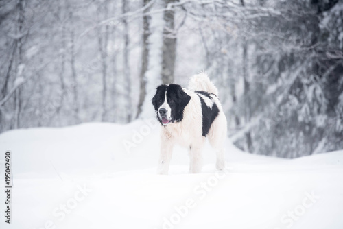 Fototapeta Naklejka Na Ścianę i Meble -  landseer in the snow winter white playing pure breed