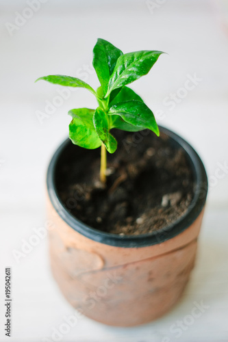 Coffee arabica sprout in a ceramic flowerpot.
