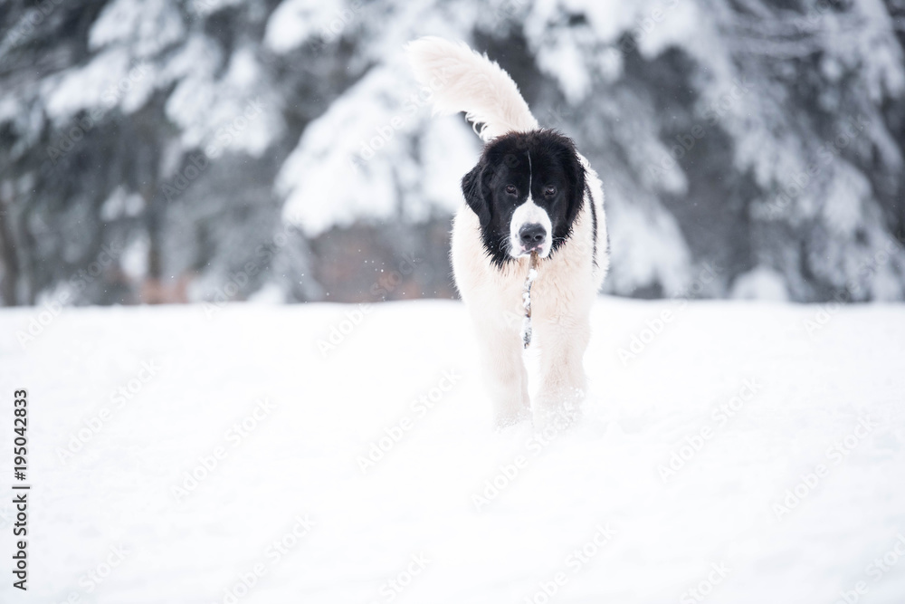 landseer in the snow winter white playing pure breed landseer in the snow winter white playing pure breed
