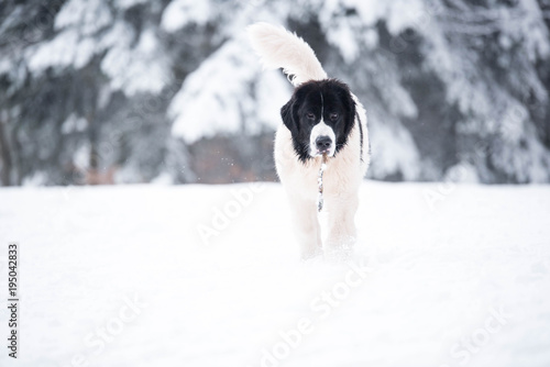 Fototapeta Naklejka Na Ścianę i Meble -  landseer in the snow winter white playing pure breed